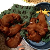 Puppies 083