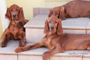 group puppies