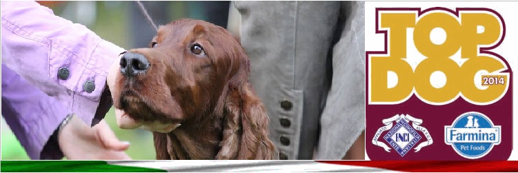 Top Irish Setter 2014